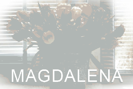 Tulipany z napisem Magdalena